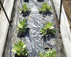 冬野菜から春野菜にシフト中 酷使した土に肥料を与えて少し休ませる。