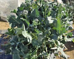 冬野菜から春野菜にシフト中 酷使した土に肥料を与えて少し休ませる。