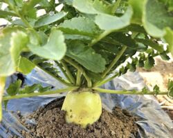 冬野菜から春野菜にシフト中 酷使した土に肥料を与えて少し休ませる。