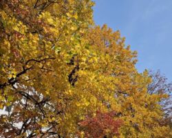札幌 シーズラボ訪問
札幌は紅葉が始まっていた。