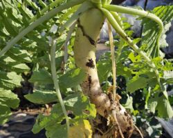 休日は冬野菜の収穫?
スーパーには年中あるので、季節感ないですが、大根、人参、キャベツ、白菜、ブロッコリーなどは、冬野菜です。