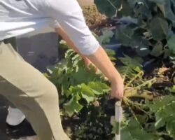 休日は冬野菜の収穫?
スーパーには年中あるので、季節感ないですが、大根、人参、キャベツ、白菜、ブロッコリーなどは、冬野菜です。