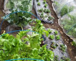 世田谷区でシェア畑を始めました!