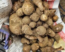 休日は冬野菜の収穫?
スーパーには年中あるので、季節感ないですが、大根、人参、キャベツ、白菜、ブロッコリーなどは、冬野菜です。