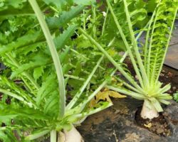 世田谷区でシェア畑を始めました!