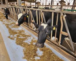 株式会社ファームノート
一次産業とITの融合は今後の日本経済にとって重要な取り組みです。
全ての牛はゲノム検査され、餌の摂取量、搾乳量、体重、健康状態、発情期のタイミングがグラウンドで管理されています。
これを分析する事で、効率的に搾乳できる固体だけを残し経済効率性を向上させています。
搾乳するためには効率的に妊娠させ続けることも重要な施策です。
ホルスタインを母体として赤牛の受精卵を移植し、子供を生ませる取り組みも加速しています。