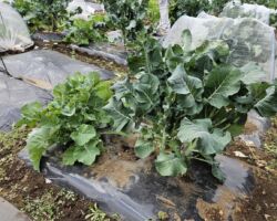 休日は冬野菜の収穫?
スーパーには年中あるので、季節感ないですが、大根、人参、キャベツ、白菜、ブロッコリーなどは、冬野菜です。