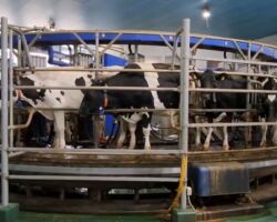 株式会社ファームノート
一次産業とITの融合は今後の日本経済にとって重要な取り組みです。
全ての牛はゲノム検査され、餌の摂取量、搾乳量、体重、健康状態、発情期のタイミングがグラウンドで管理されています。
これを分析する事で、効率的に搾乳できる固体だけを残し経済効率性を向上させています。
搾乳するためには効率的に妊娠させ続けることも重要な施策です。
ホルスタインを母体として赤牛の受精卵を移植し、子供を生ませる取り組みも加速しています。