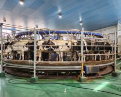 株式会社ファームノート
一次産業とITの融合は今後の日本経済にとって重要な取り組みです。
全ての牛はゲノム検査され、餌の摂取量、搾乳量、体重、健康状態、発情期のタイミングがグラウンドで管理されています。
これを分析する事で、効率的に搾乳できる固体だけを残し経済効率性を向上させています。
搾乳するためには効率的に妊娠させ続けることも重要な施策です。
ホルスタインを母体として赤牛の受精卵を移植し、子供を生ませる取り組みも加速しています。