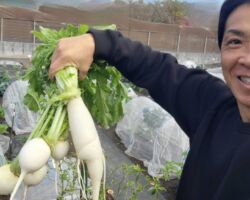 世田谷区でシェア畑を始めました!