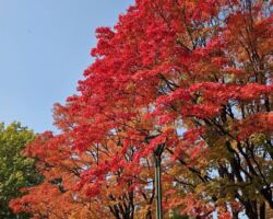 札幌 シーズラボ訪問
札幌は紅葉が始まっていた。