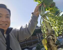 休日は冬野菜の収穫?
スーパーには年中あるので、季節感ないですが、大根、人参、キャベツ、白菜、ブロッコリーなどは、冬野菜です。